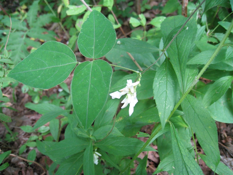 Figure 15 American hogpeanut MI_Flora